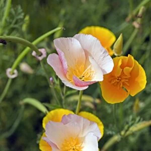 Poppy (Mecanopsis sp. ) C013 / 5511