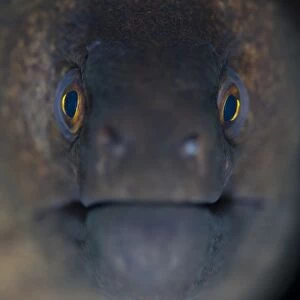 Portrait of a giant moray eel