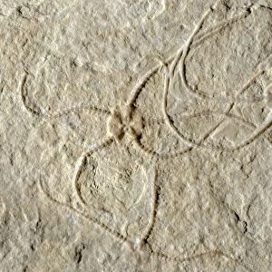 Prehistoric brittle star fossils