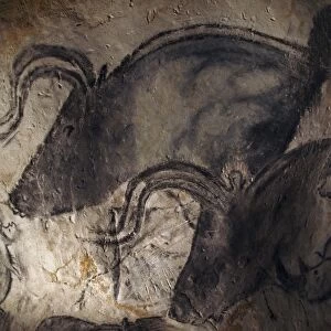 Prehistoric cave paintings, Chauvet C016 / 0576
