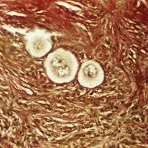 Primordial egg follicles in an ovary