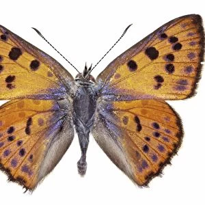 Purple-shot copper butterfly C016 / 2183