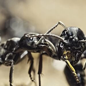 Queenless ants C015 / 5717