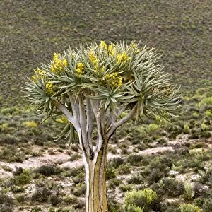 Quiver tree (Aloe dichotoma)