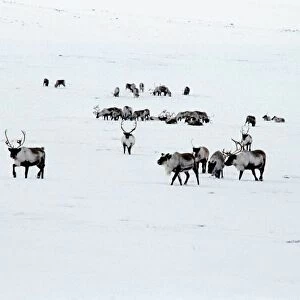Reindeer herd C013 / 4885