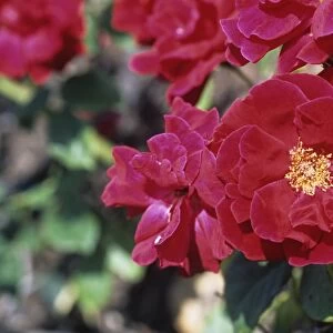 Rose Frensham flowers