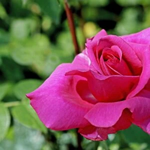 Rose (Rosa Buxom Beauty )