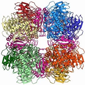 Rubisco enzyme molecule F006 / 9776