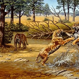 Sabre-toothed cats fighting