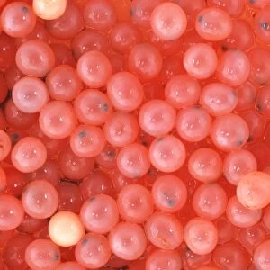 Salmon eggs