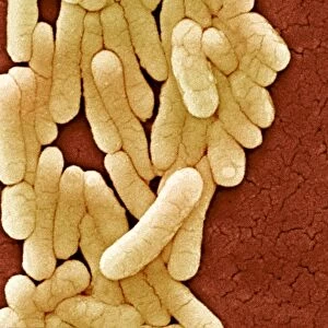 Salmonella typhimurium bacteria, SEM