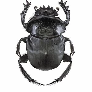 Scarab beetle C016 / 2263