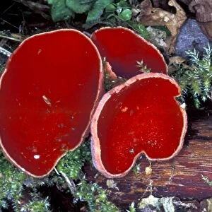 Scarlet elf cup fungi