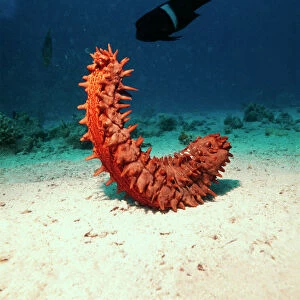 Echiniderms Collection: Sea Cucumbers
