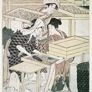 Silk production, Japan, artwork C016 / 2023