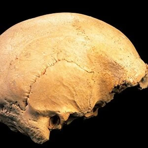 Skull 4, Sima de los Huesos