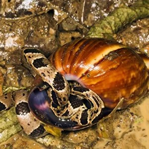Snake eating a snail, Ecuador C013 / 8849