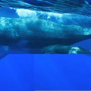 Sperm whale and calf C014 / 0553