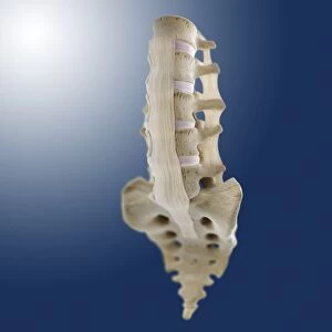 Spinal ligaments, artwork