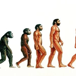 Stages in human evolution