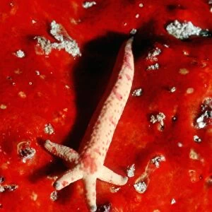 Starfish regenerating a new body