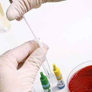 Streptococcus grouping test C013 / 8758