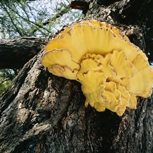 Sulphur polypore fungus on tree