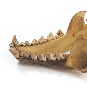 Tasmanian devil jaw C016 / 5709