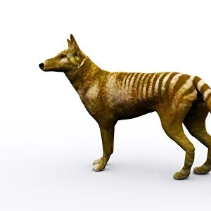 Tasmanian wolf, computer artwork
