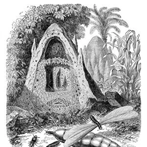 Termite mound and castes