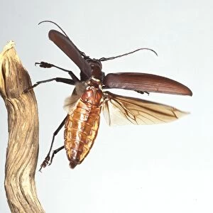 Titan beetle C016 / 5944
