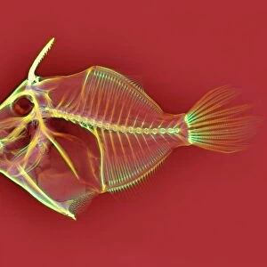 Triggerfish skeleton, X-ray