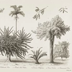 Tropical plants, 19th century C015 / 6089