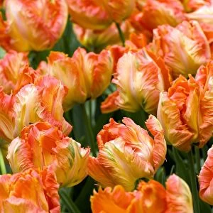 Tulips (Tulipa Professor Rontgen )