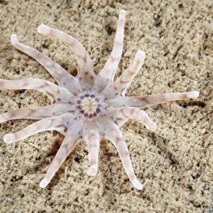 Twelve-tentacle burrowing anemone