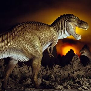 Tyrannosaurus rex dinosaur C013 / 6512