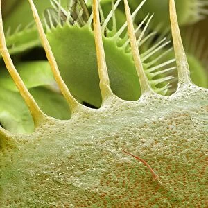 Venus flytrap leaves, SEM