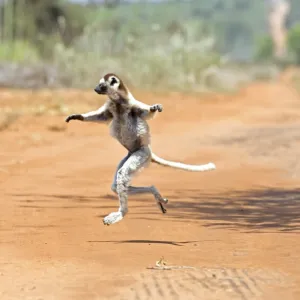 Verreauxs sifaka