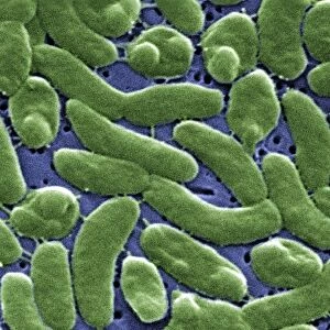 Vibrio vulnificus bacteria, SEM