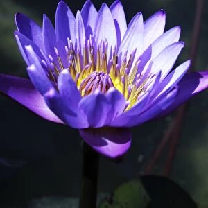 Water lily (Nymphaea sp. )