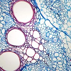 White bryony stem, light micrograph