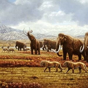 Woolly mammoths