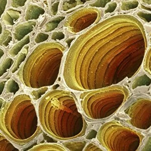 Xylem plant cells, SEM