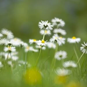 England, Northumberland, Daisy Flowers
