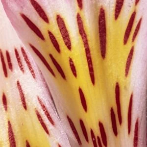 Abstract patterns and designs of the flower petals of a pink alstromeria