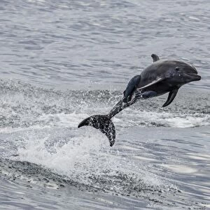 Adult bottlenose dolphin (Tursiops truncatus), leaping into the air near Santa Rosalia