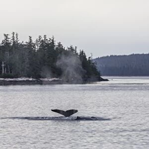 Adult humpback whale (Megaptera novaeangliae) flukes-up dive, Snow Pass, Southeast Alaska, United States of America, North America