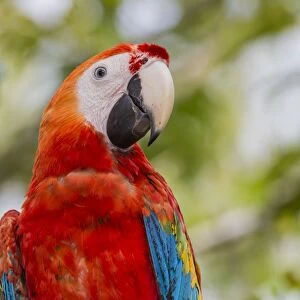 Adult scarlet macaw (Ara macao), Amazon National Park, Loreto, Peru, South America