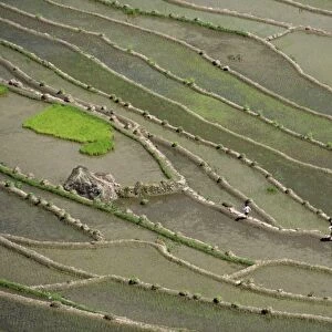 Aerial of the rice terraces around the village of Batad