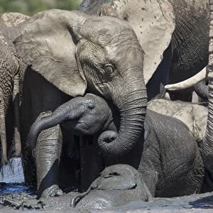 African elephant babies (Loxodonta africana) playing in Hapoor waterhole, Addo Elephant National Park, South Africa, Africa